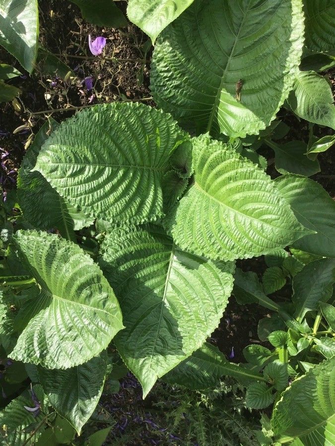 Brillantaisia owariensis — search result for 'Salvia'