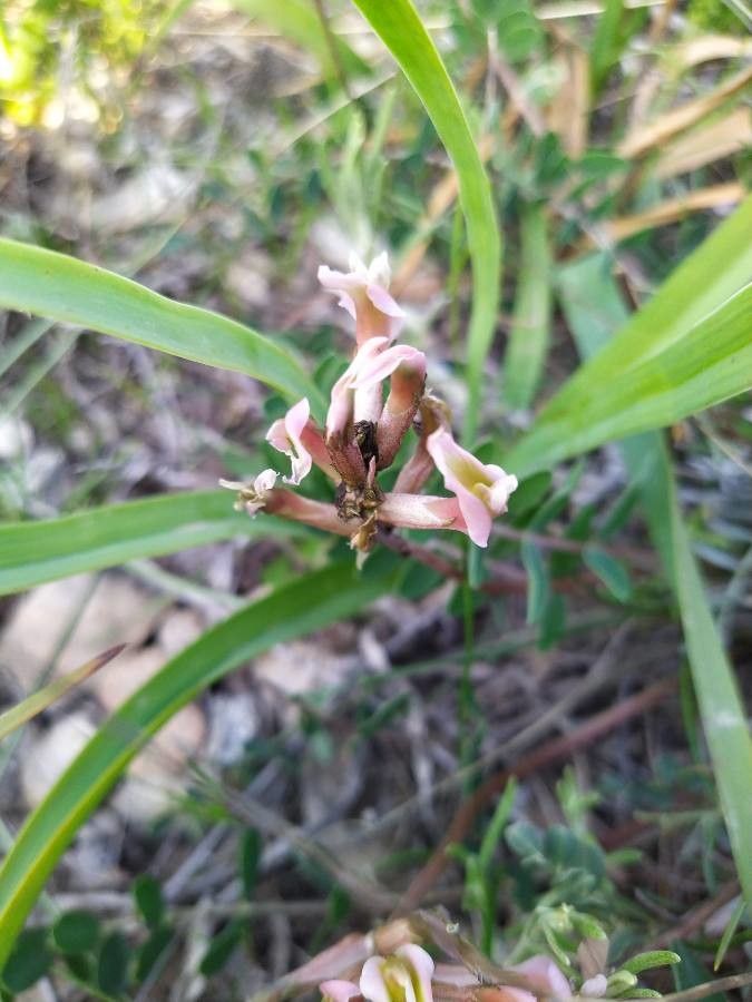 Astragalus spruneri flower