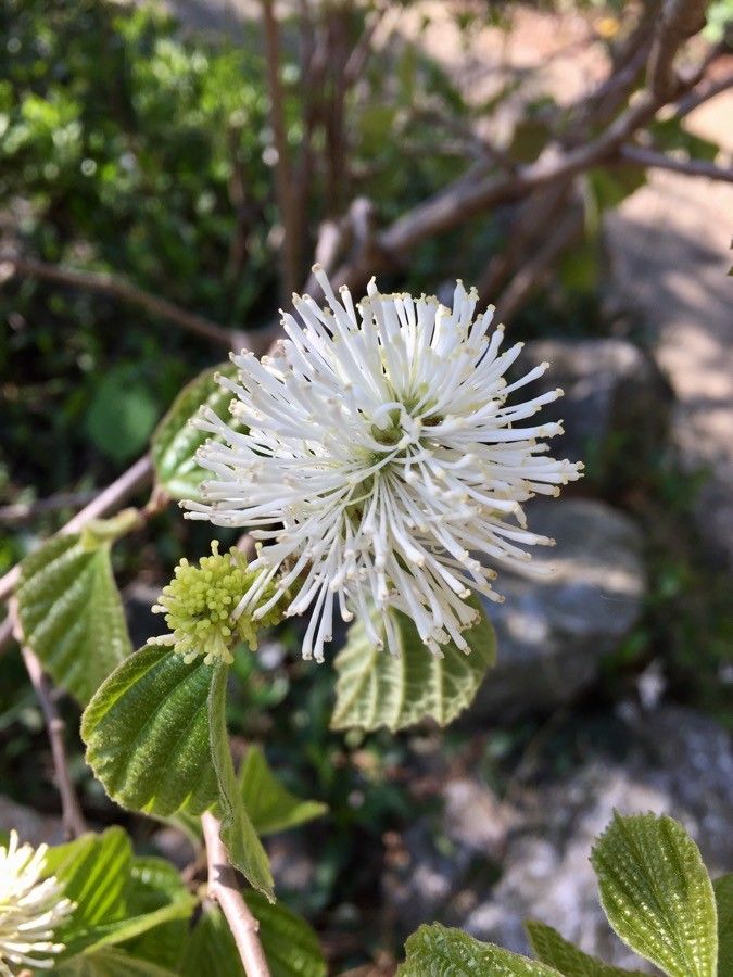 Fothergilla major flower