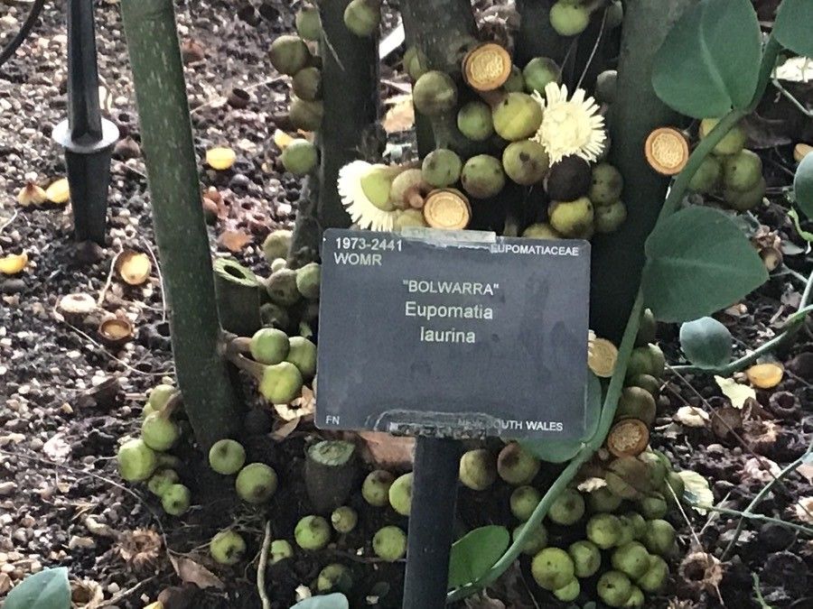 Eupomatia laurina fruit