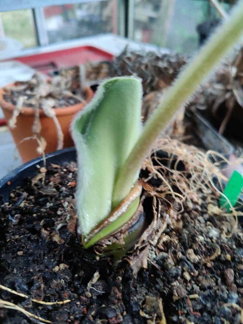 Haemanthus humilis leaf