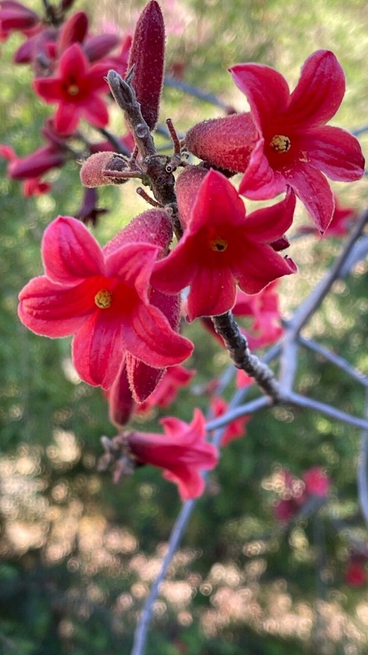 Brachychiton bidwillii flower