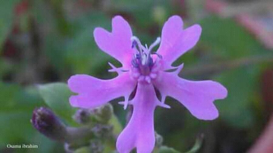 Silene aegyptiaca flower