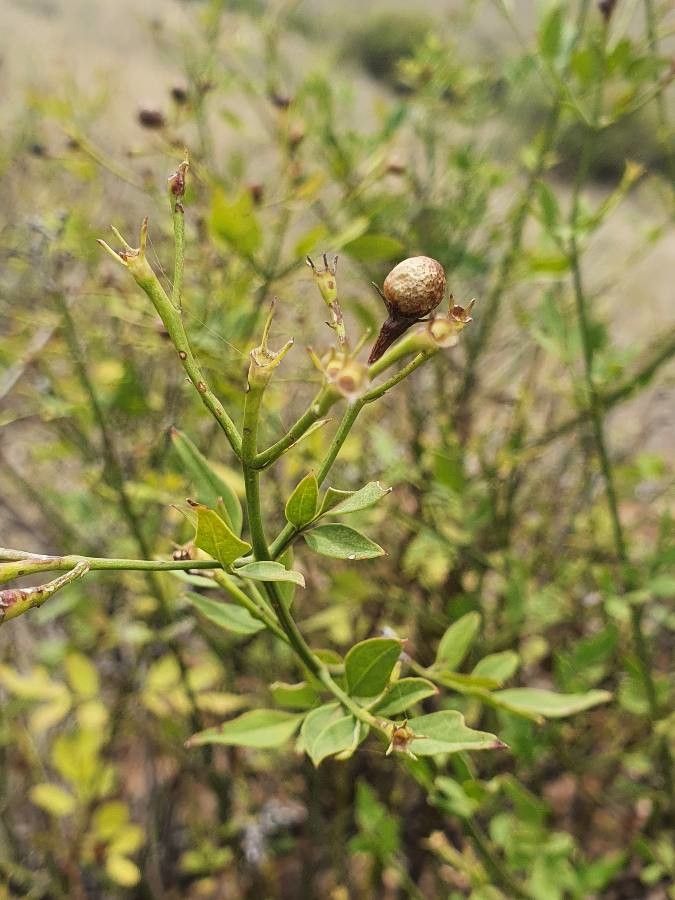 Jasminum grandiflorum fruit