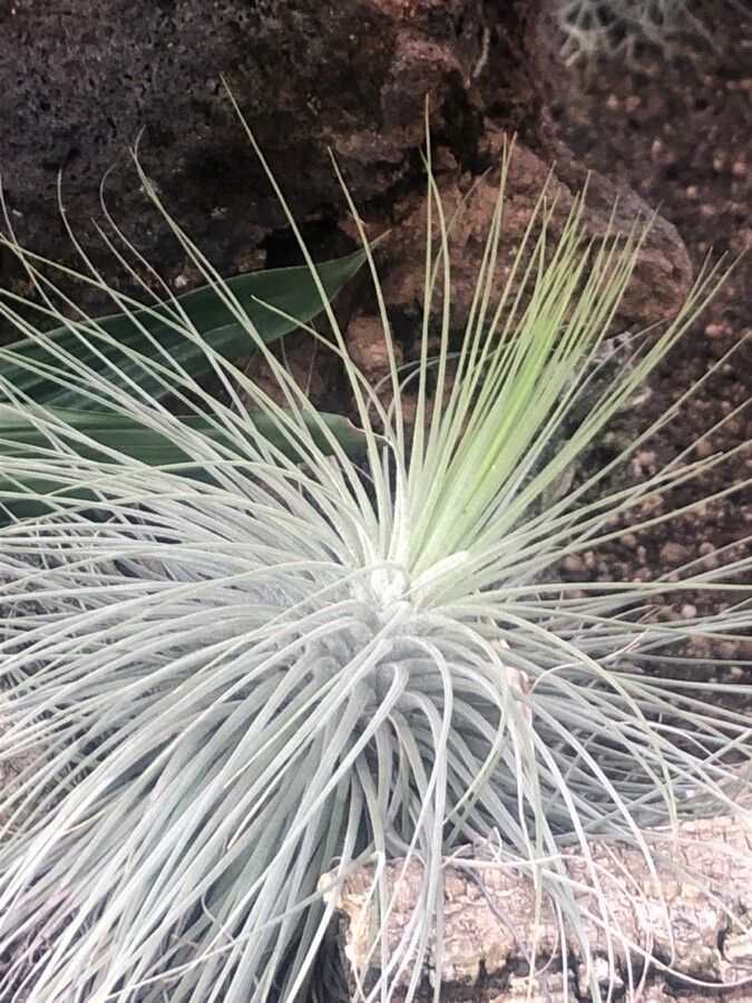 Tillandsia magnusiana
