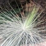 Tillandsia magnusiana