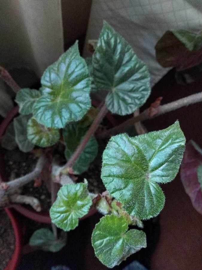 Begonia scharffii leaf