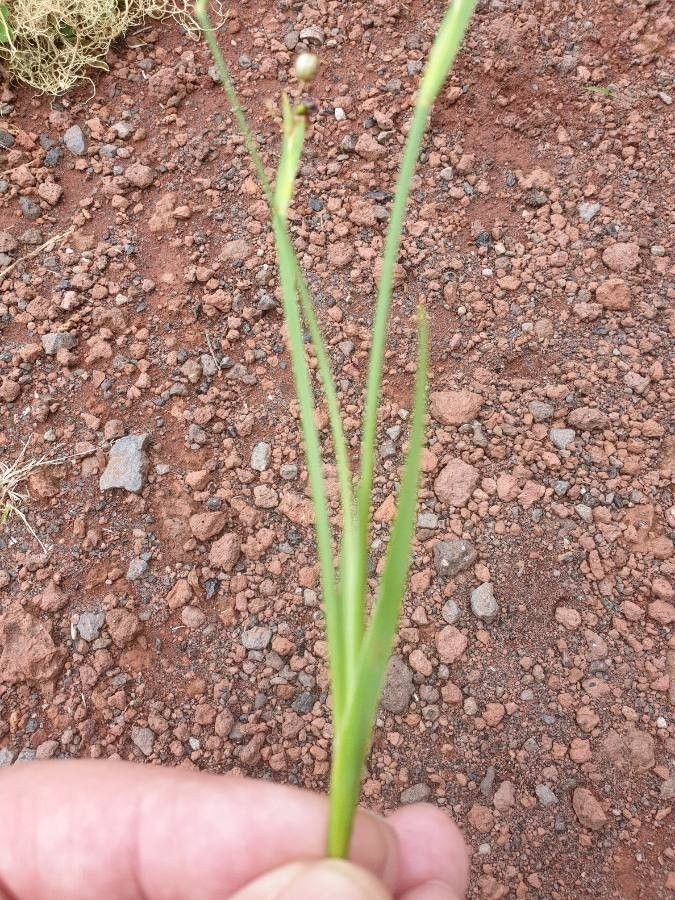 Sisyrinchium rosulatum leaf