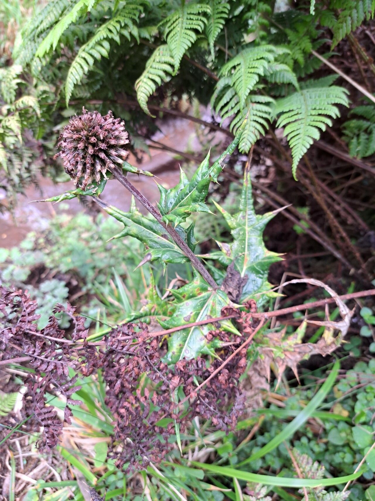 Echinops hoehnelii — search result for 'Echinops'