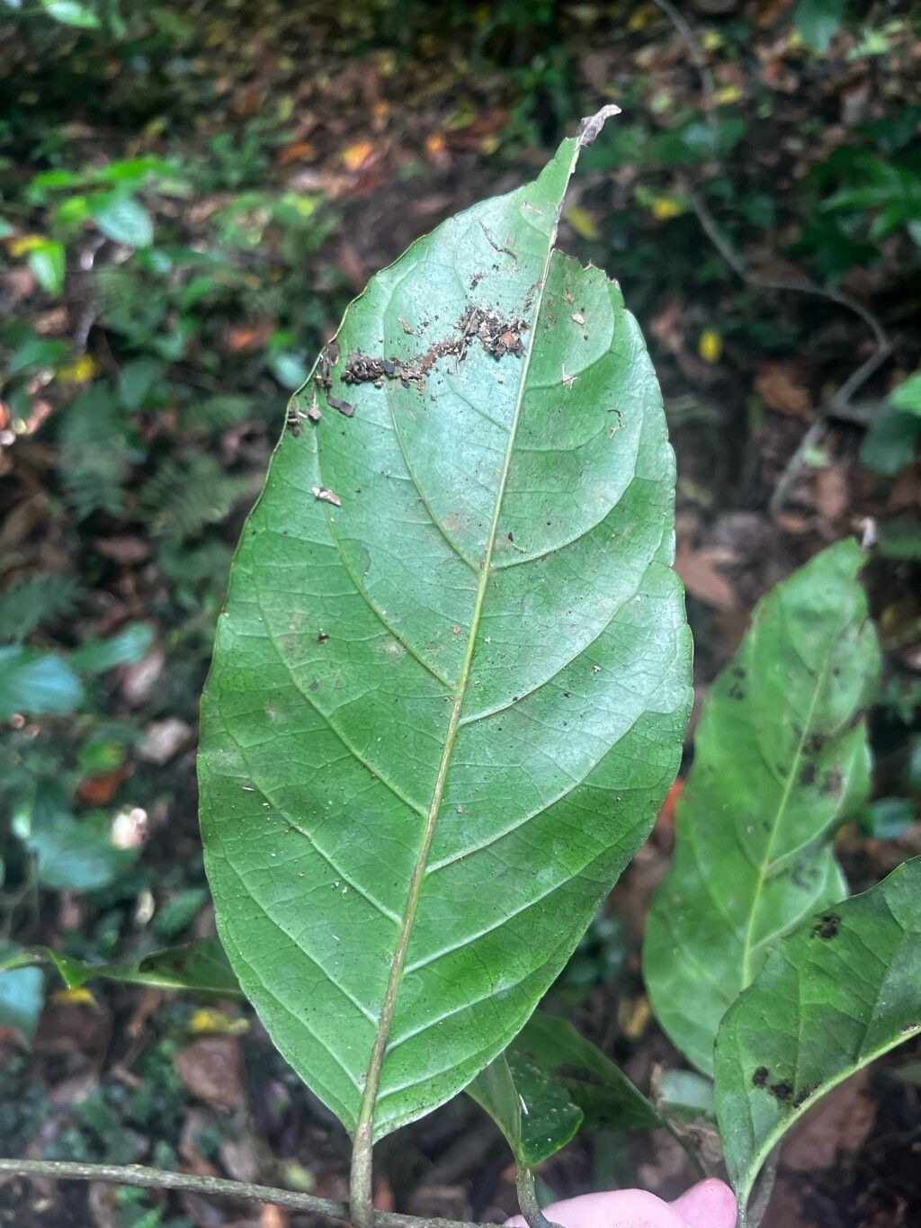 Homalium henriquesii — houseplant care guide