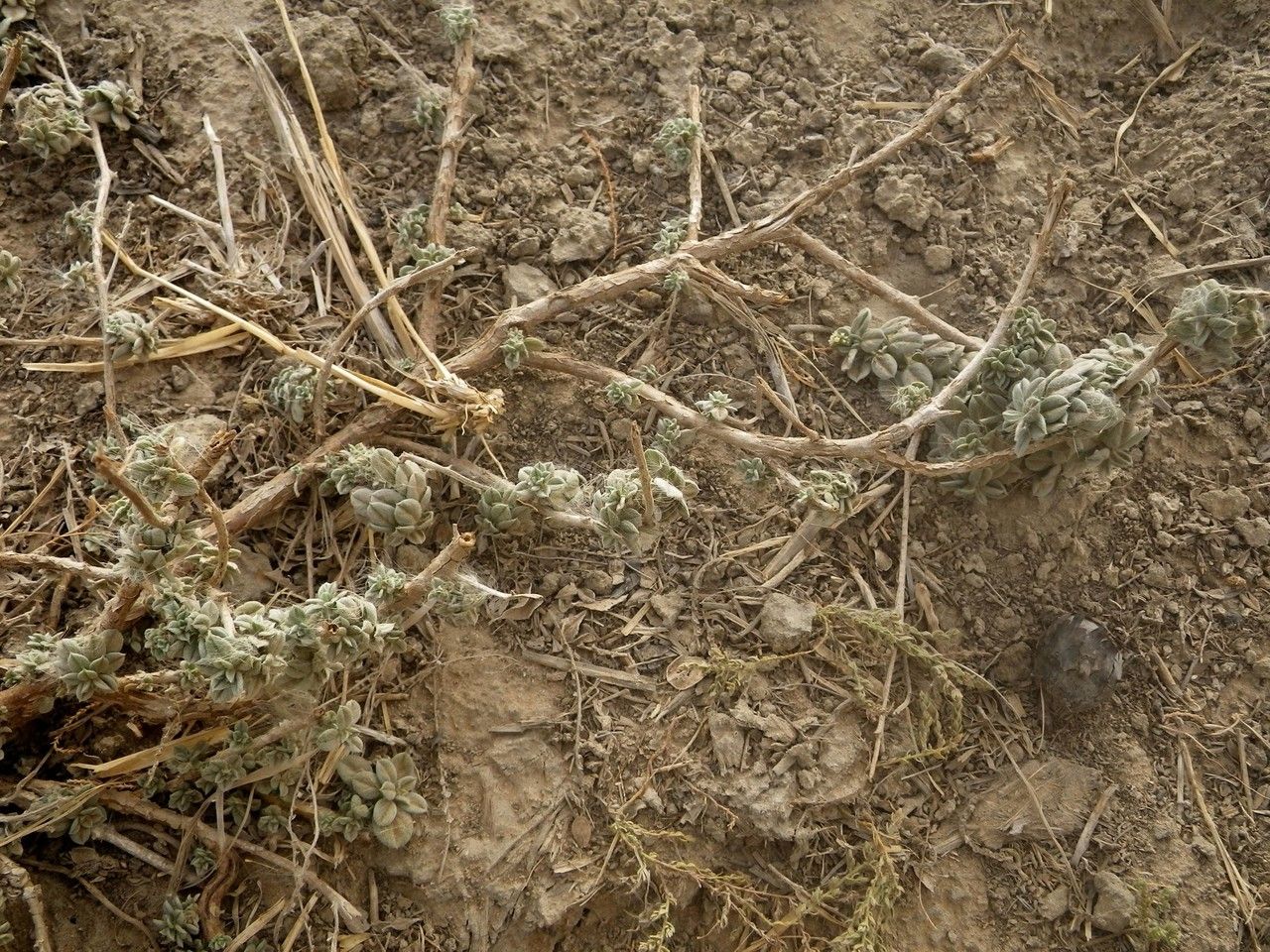 Euploca ovalifolia habit
