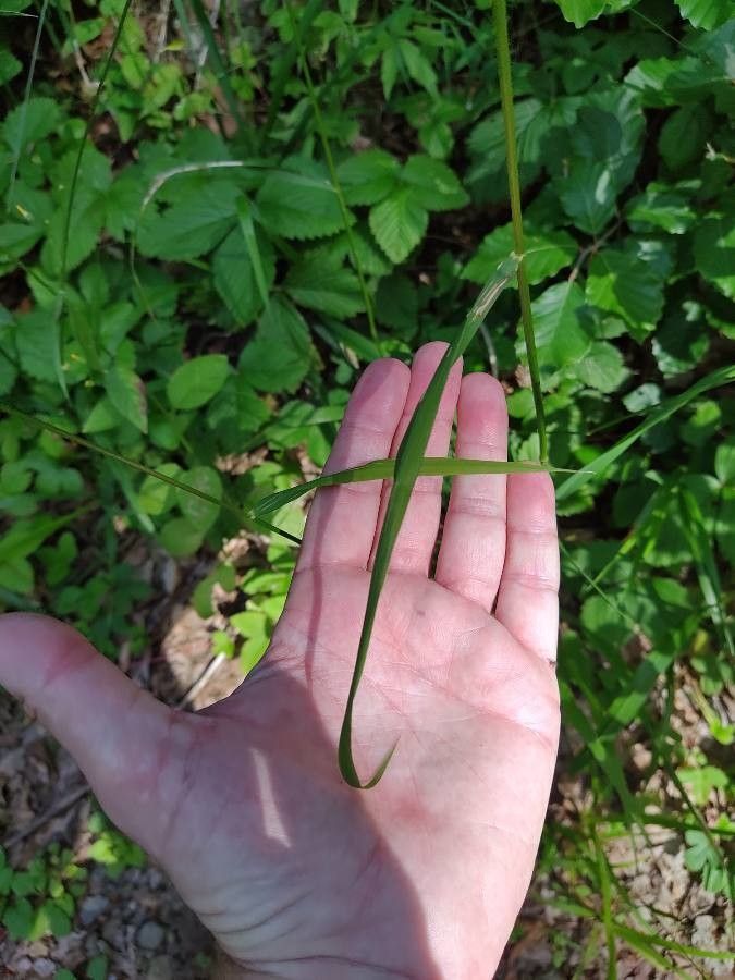 Hordelymus europaeus leaf