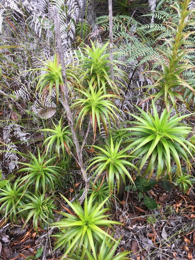 Dracophyllum verticillatum habit