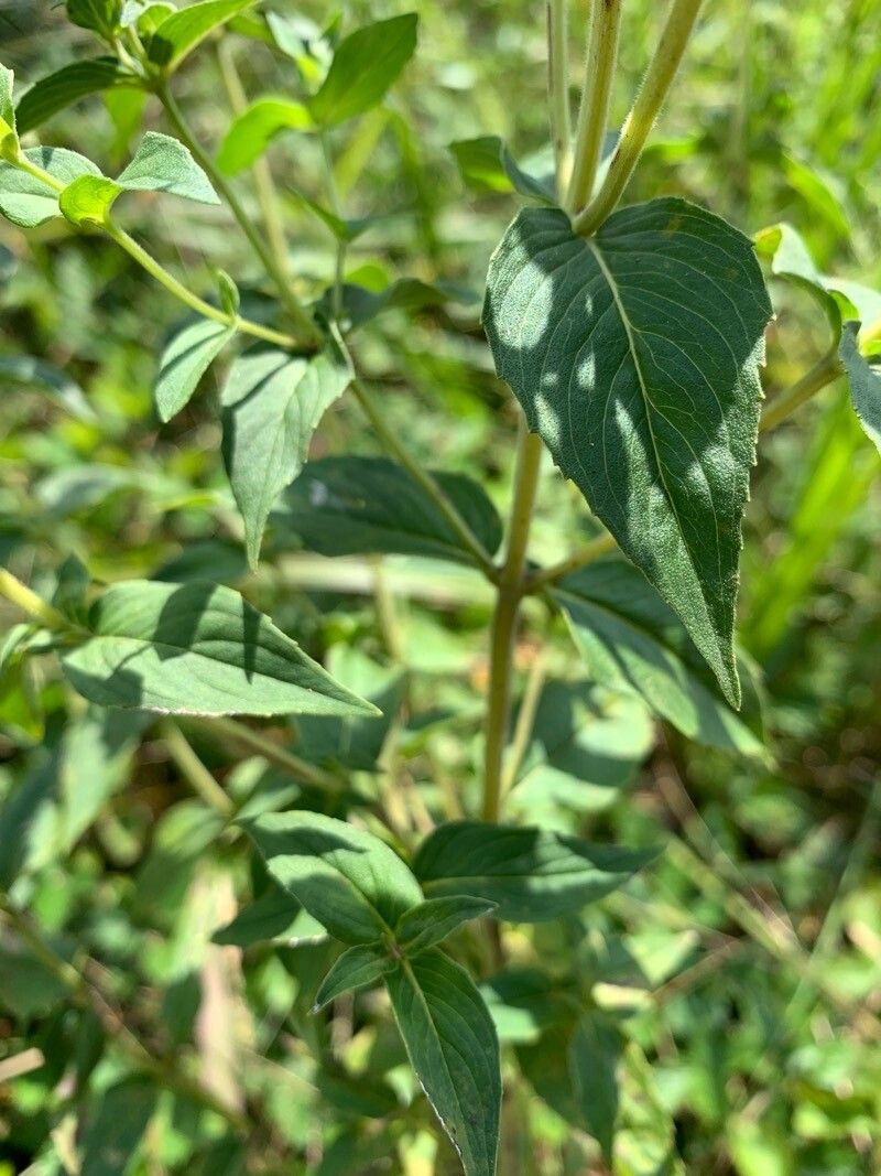 Pycnanthemum muticum leaf