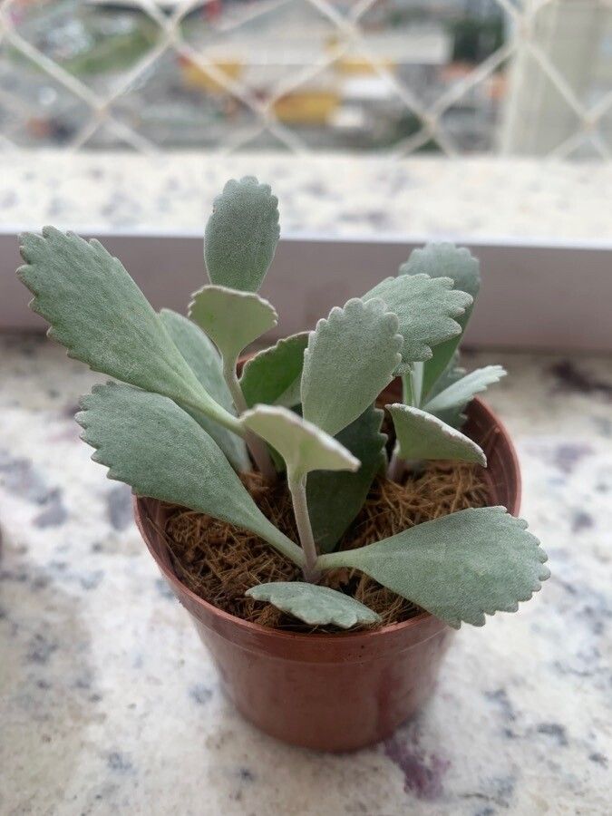 Kalanchoe pumila — search result for 'Kalanchoe'