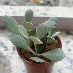 Kalanchoe pumila