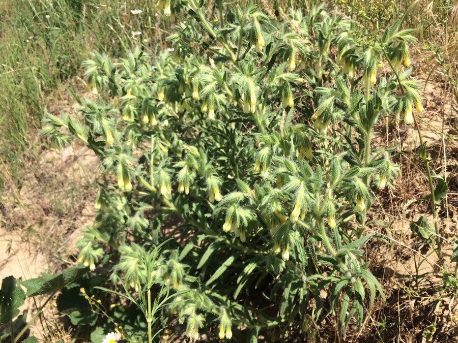 Onosma tricerosperma leaf
