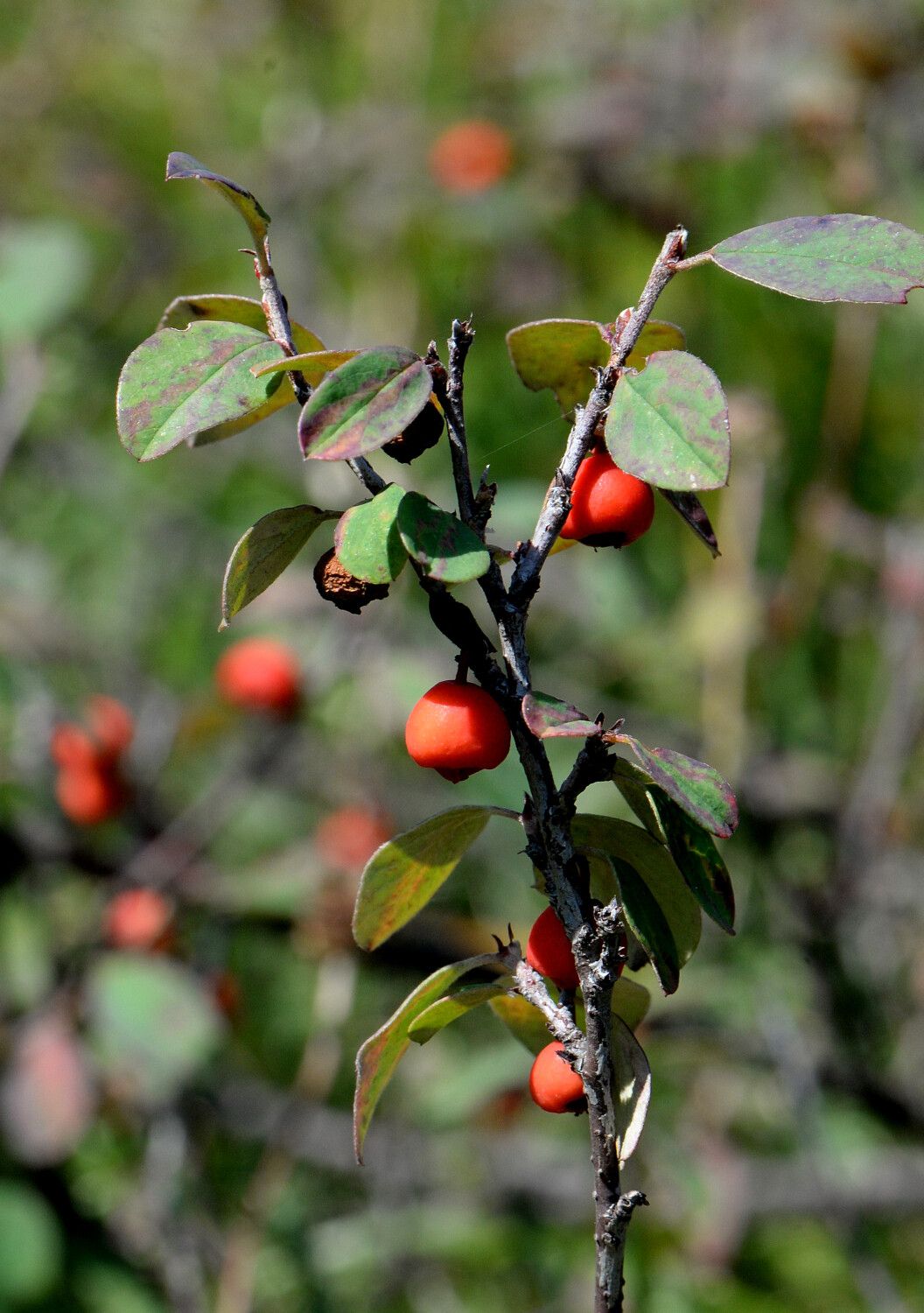 Cotoneaster uniflorus fruit