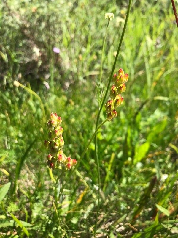 Triantha glutinosa — houseplant care guide