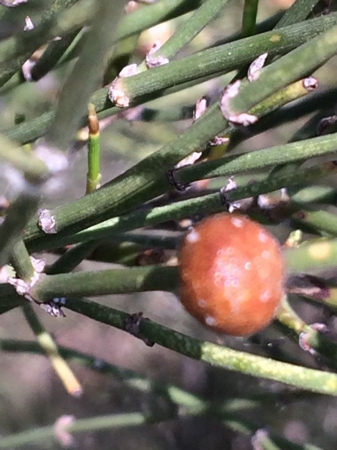 Ephedra major fruit
