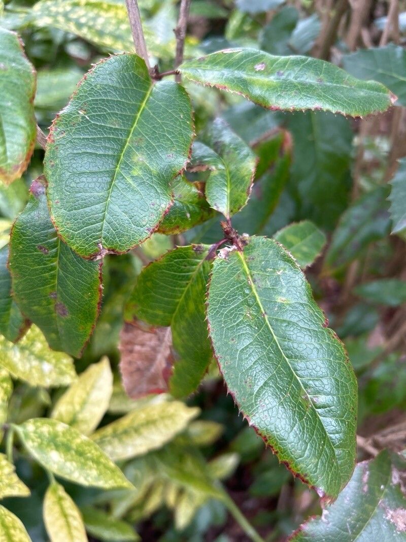 Berberis × miethkeana leaf
