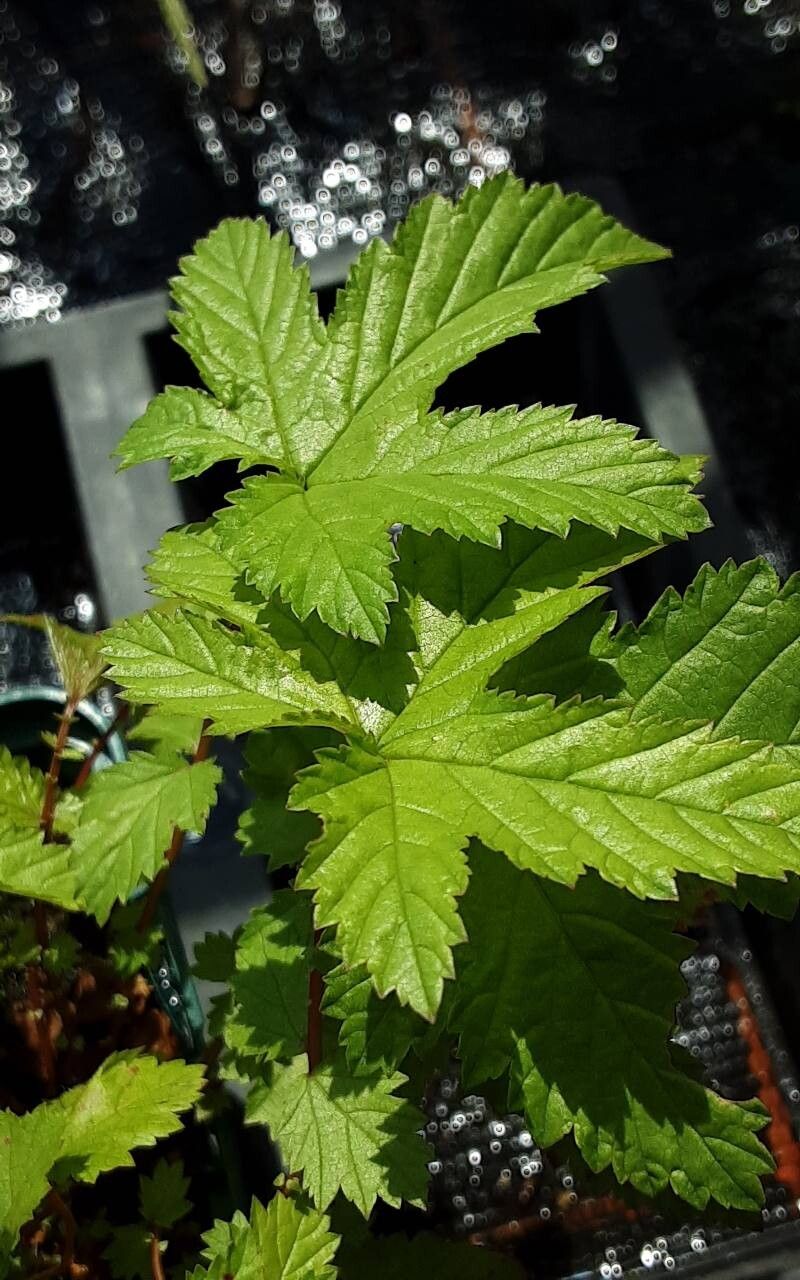 Filipendula glaberrima leaf