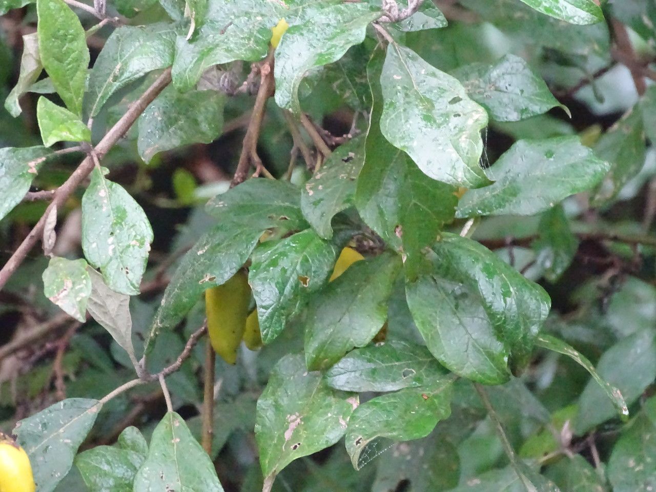 Solanum phoxocarpum — houseplant care guide