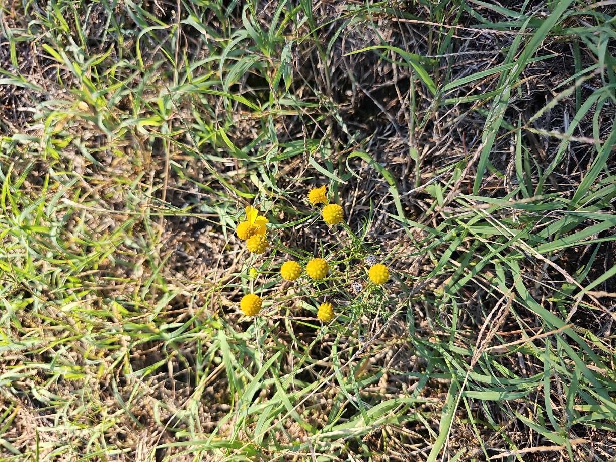 Calotis lappulacea — related species from the same genus