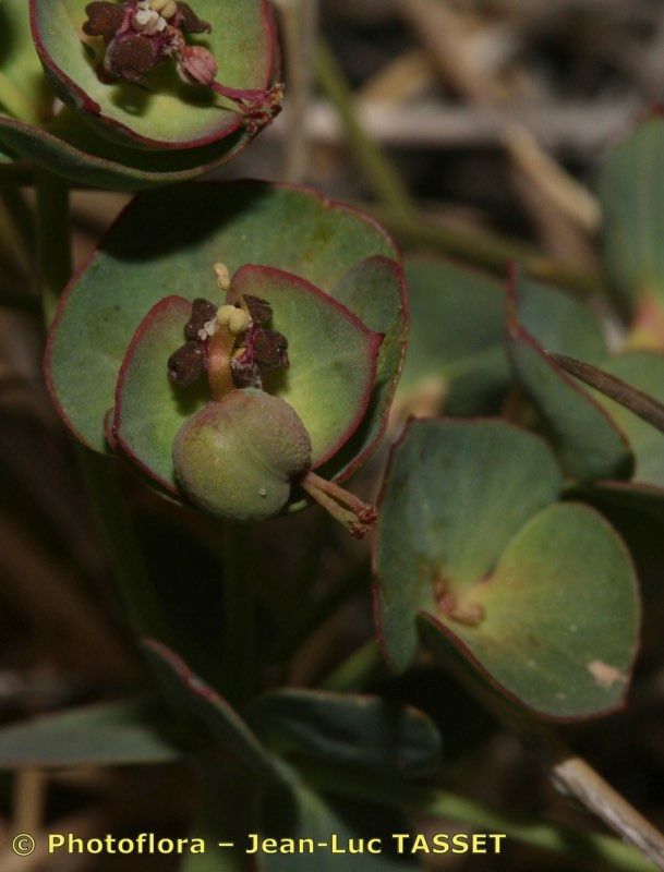 Euphorbia nevadensis flower