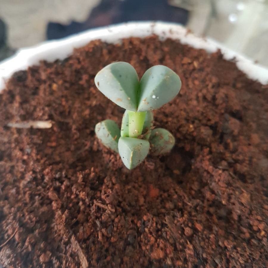 Delosperma lehmannii flower