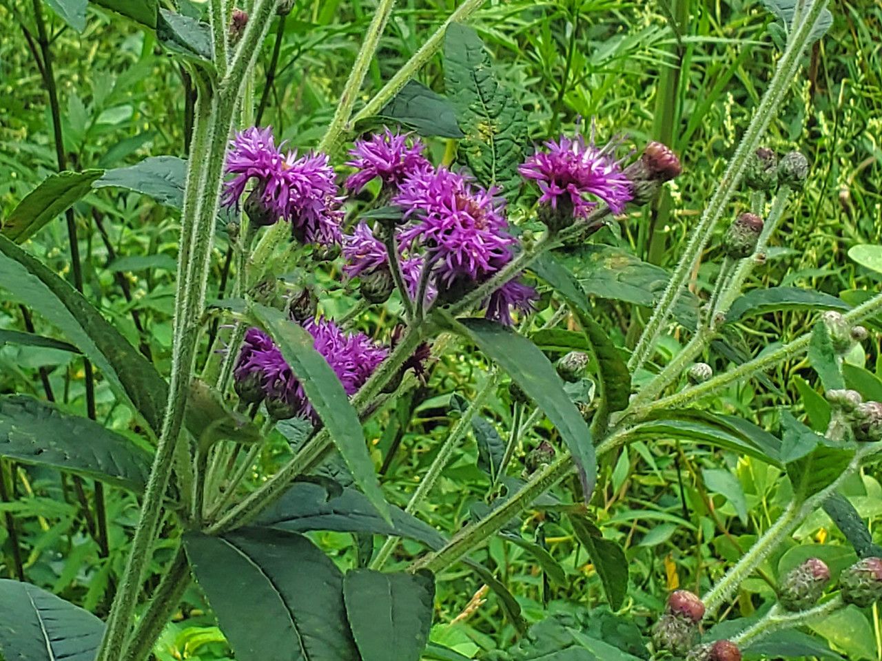 Vernonia missurica flower