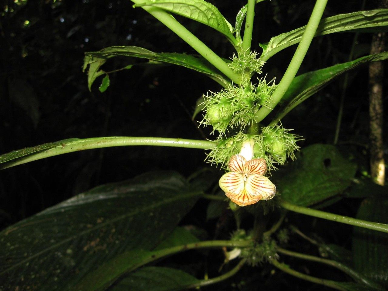 Drymonia fimbriata other