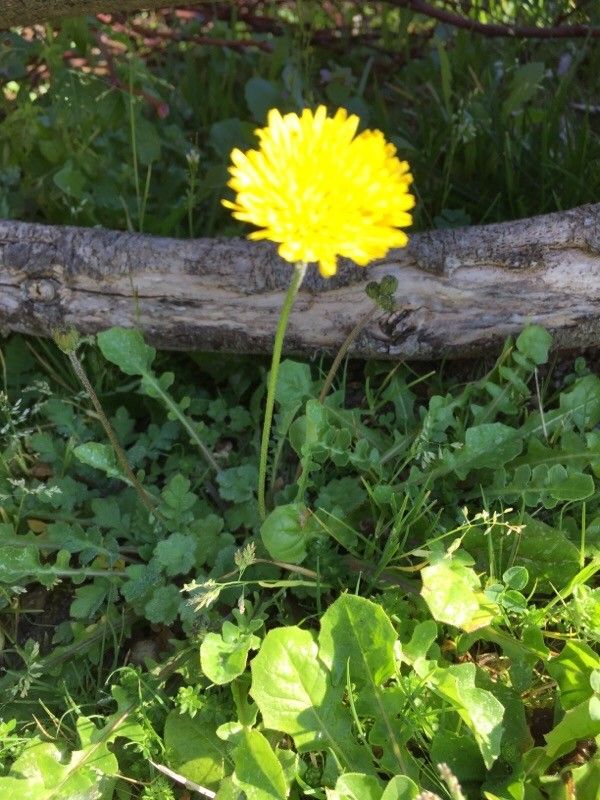 Crepis bellidifolia flower