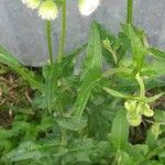 Erigeron quercifolius