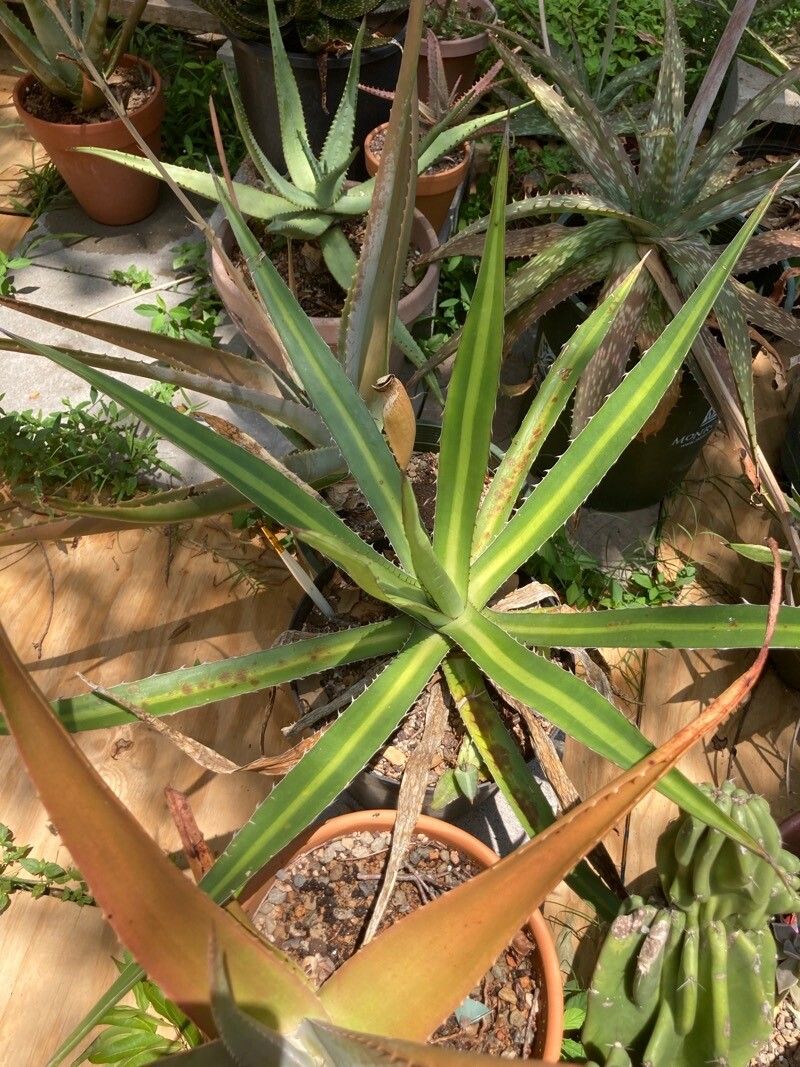 Agave funkiana — houseplant care guide