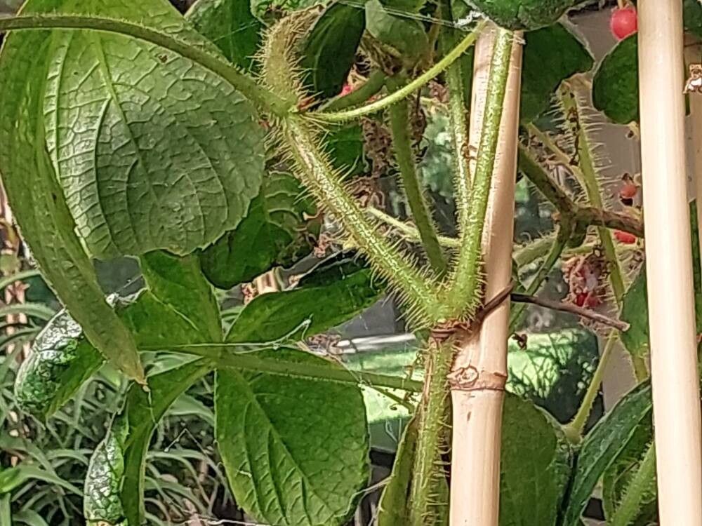 Cyphostemma cirrhosum bark