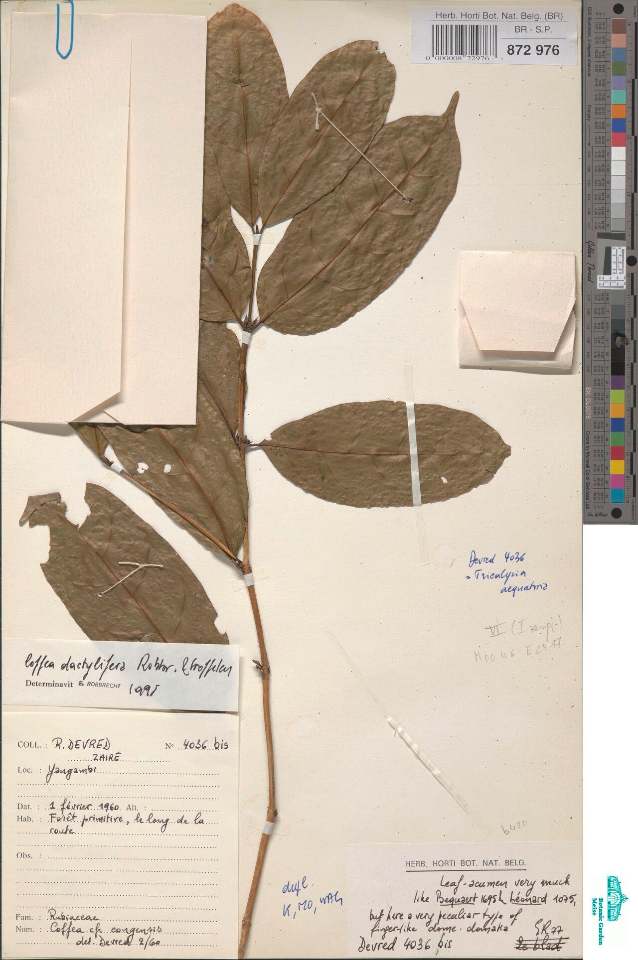 Coffea dactylifera — search result for 'Coffea'