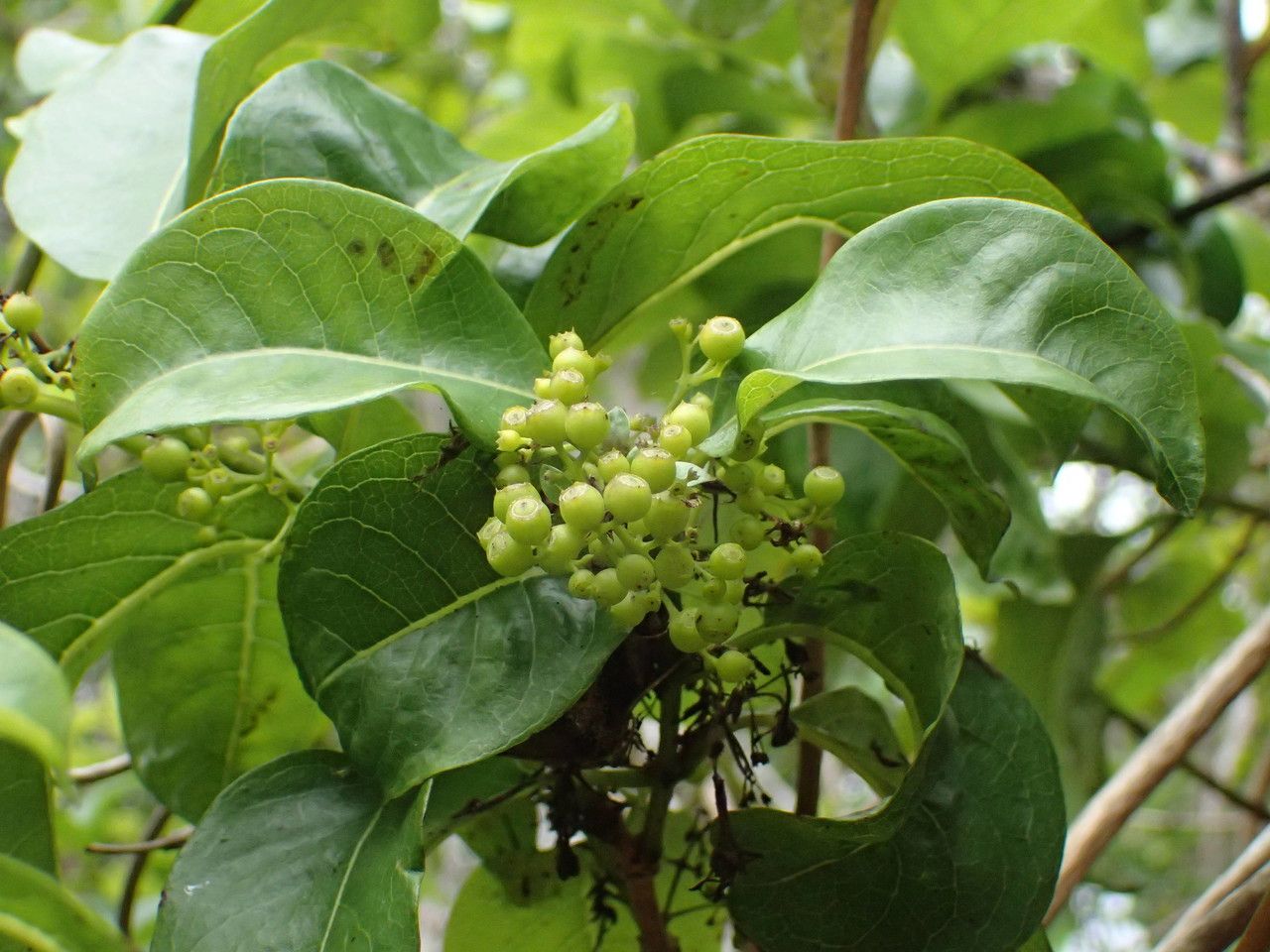 Danais fragrans fruit
