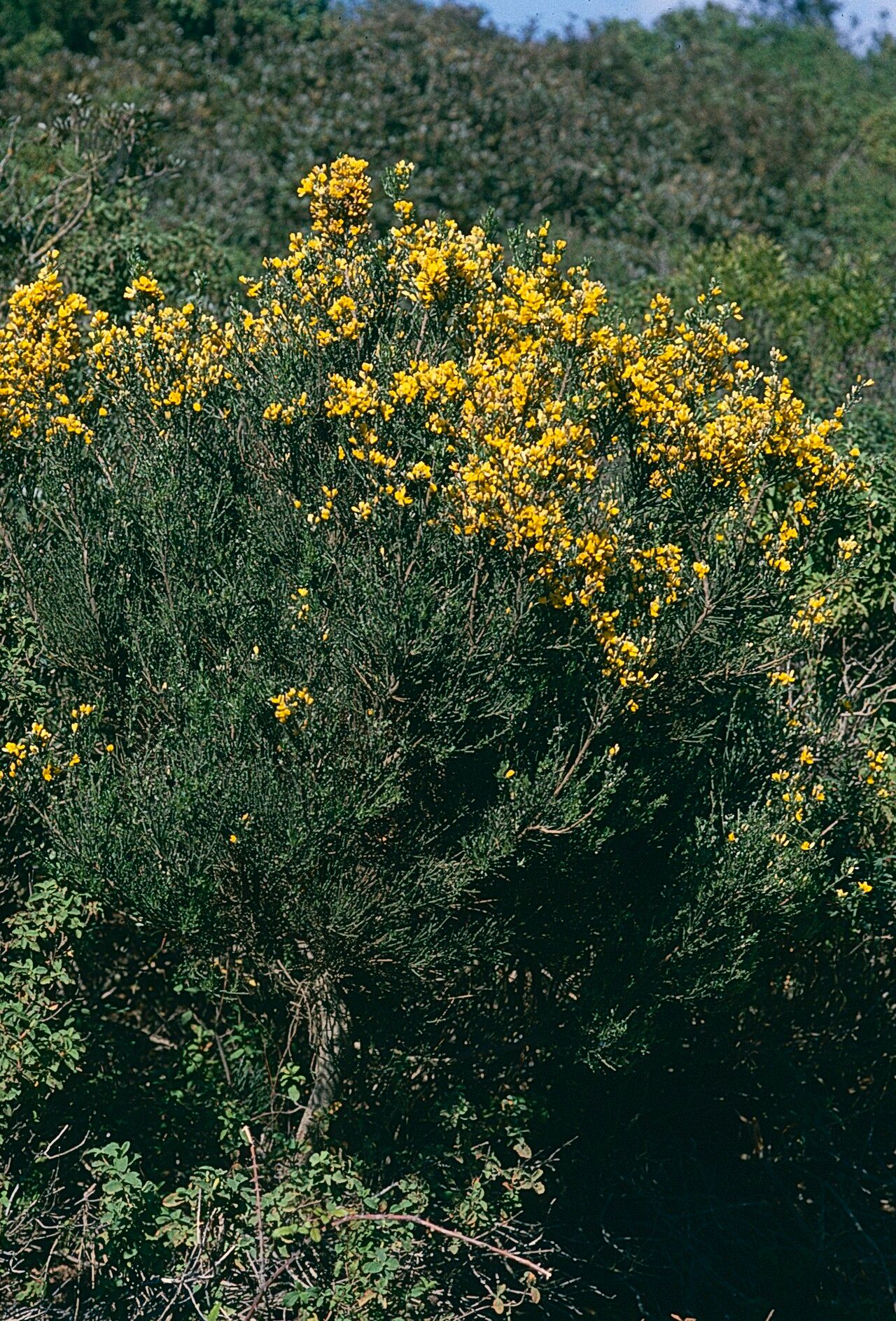 Genista aspalathoides — related species from the same genus