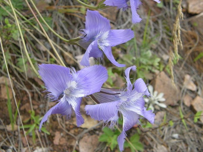 Gentianopsis macrantha — related species from the same genus