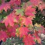 Acer pseudosieboldianum