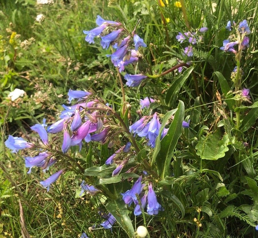 Penstemon speciosus habit