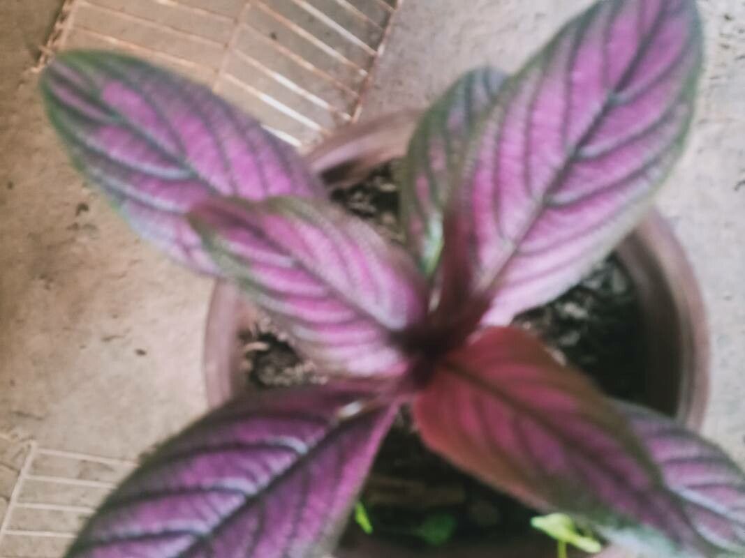 Strobilanthes auriculatus flower