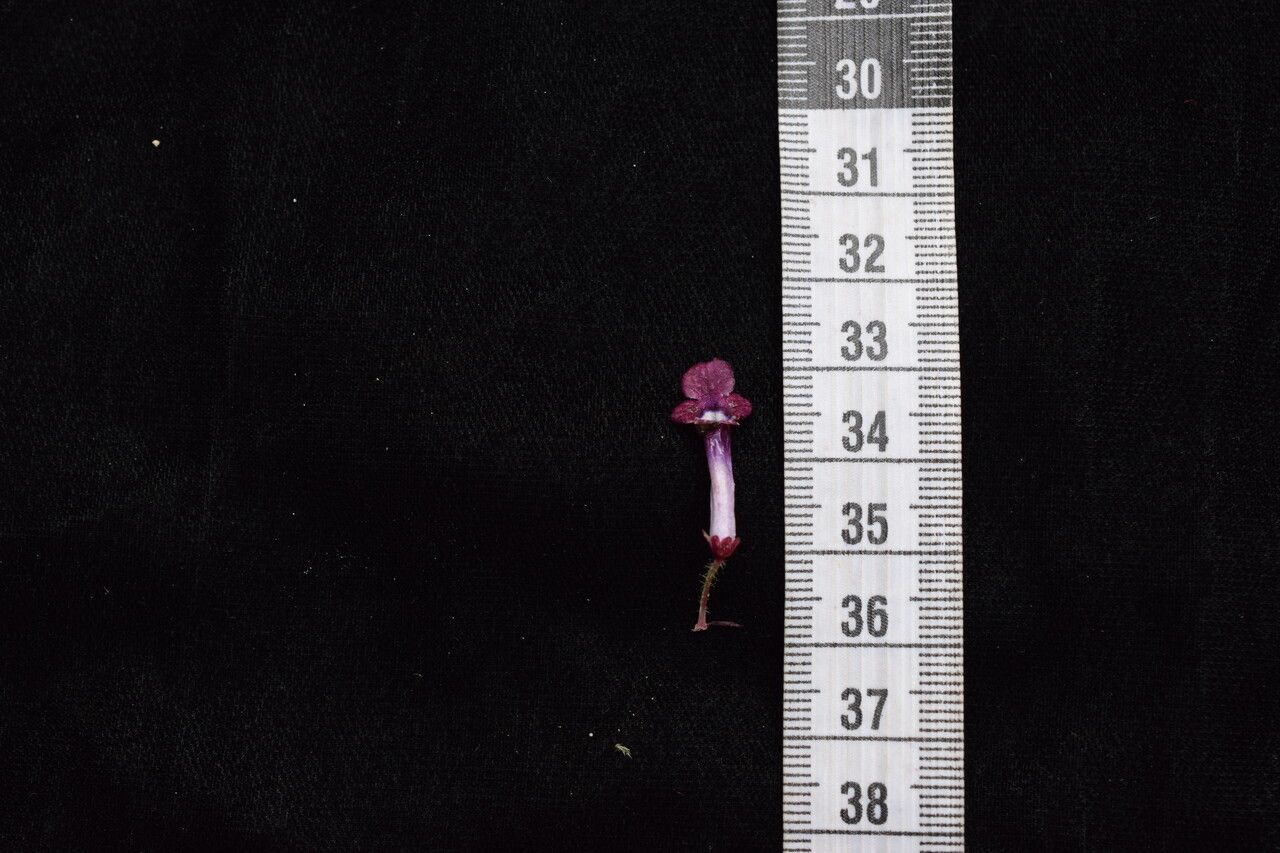 Didymocarpus albicalyx other