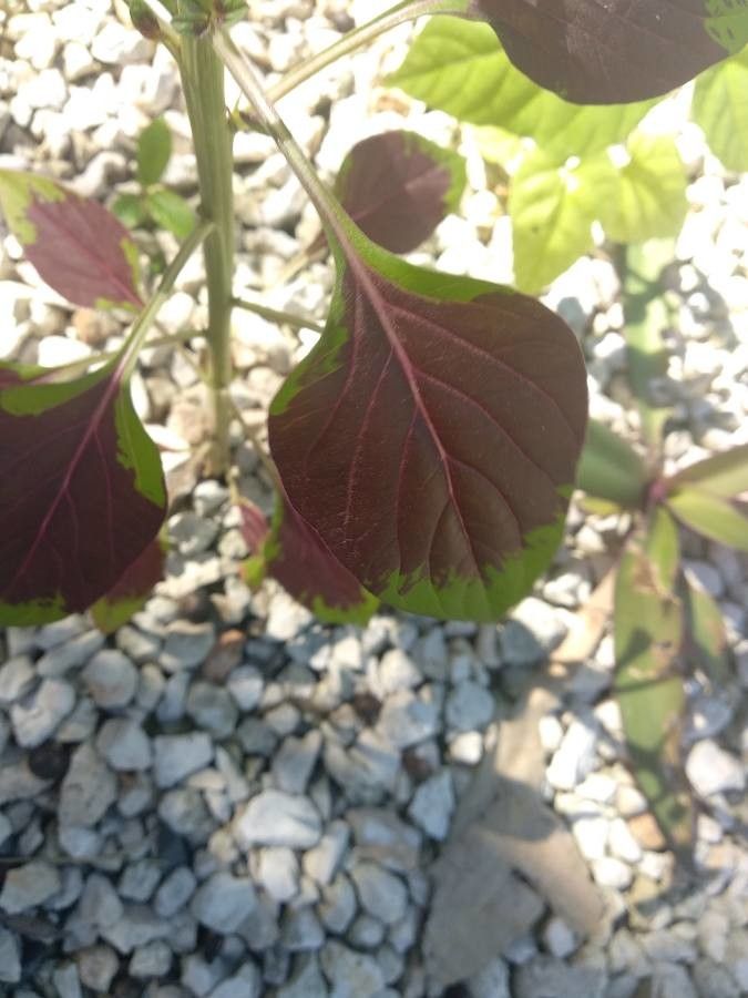 Amaranthus dubius — search result for 'Amaranthus'