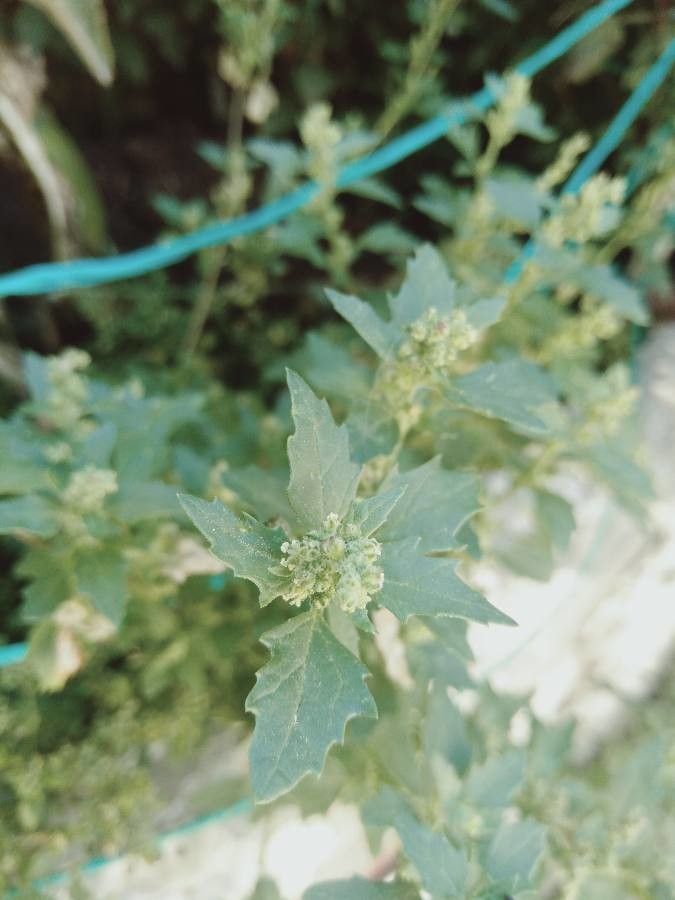 Chenopodiastrum murale leaf