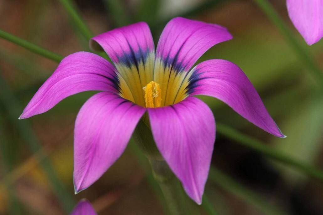 Romulea cruciata — search result for 'Romulea'