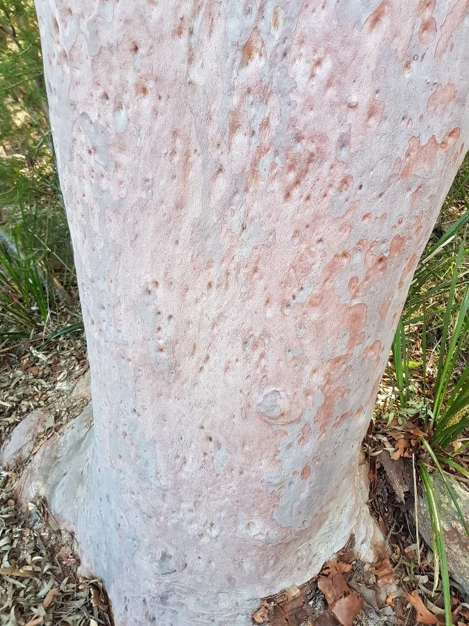 Angophora costata bark