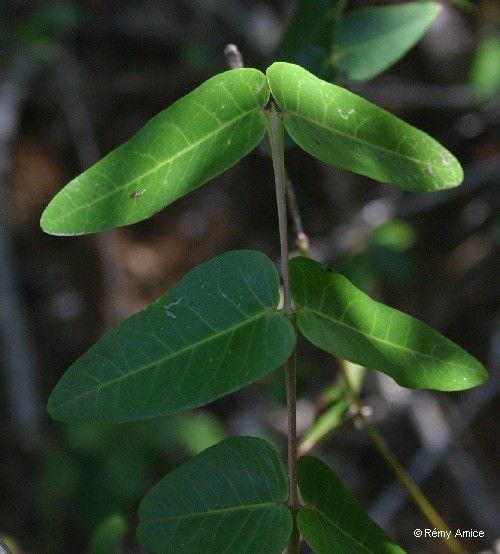 Phyllanthus pindaiensis fruit
