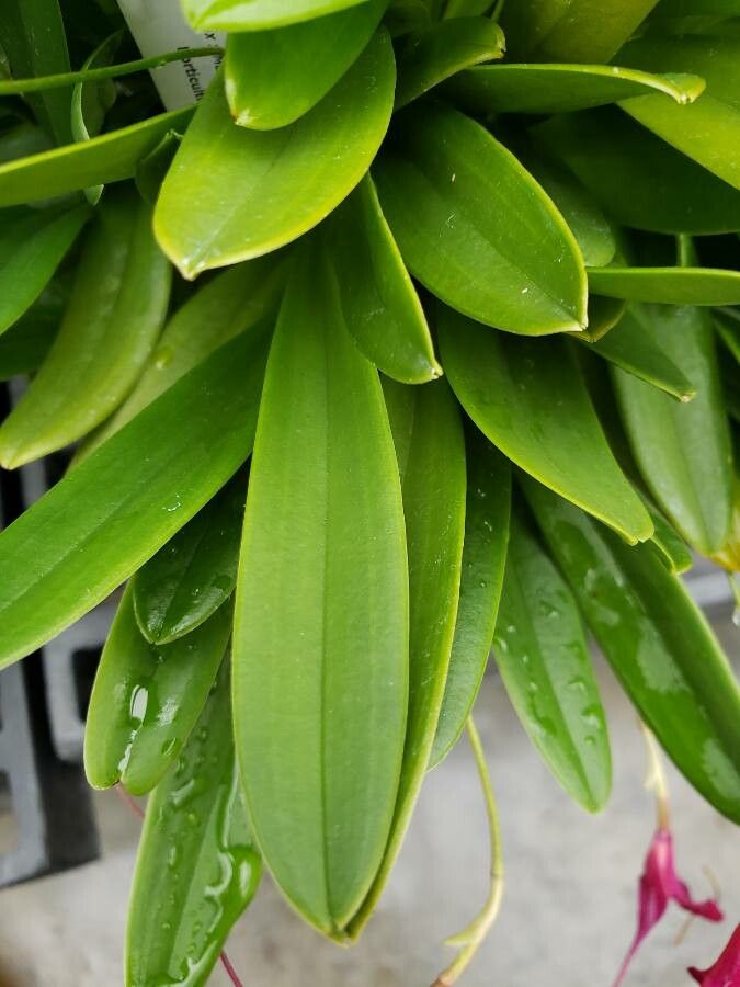 Masdevallia deceptrix — search result for 'Masdevallia'